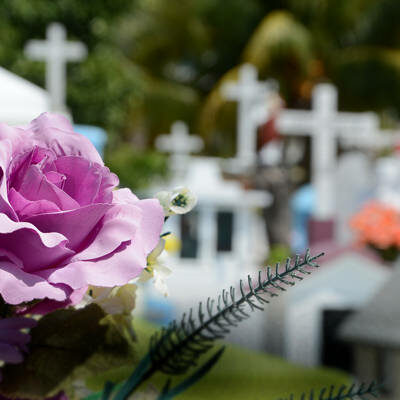 Das Symbolbild zeigt eine Blume. In Hintergrund ist unscharf ein Friedhof zu sehen.