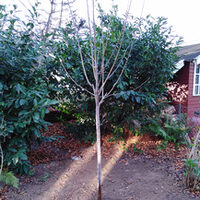 Ein gepflanzter Baum der FrechenBaum Aktion 2020.