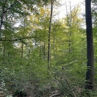 Waldspaziergang im Königsdorfer Wald