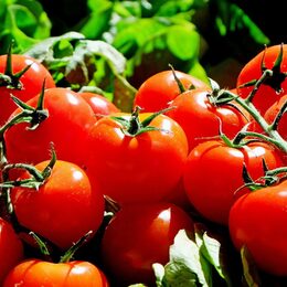 Das Foto zeigt Tomaten im Garten